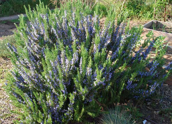 Rosmarinus officinalis Tuscan Blue