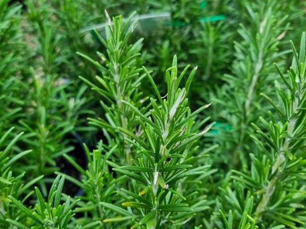 Rosemary