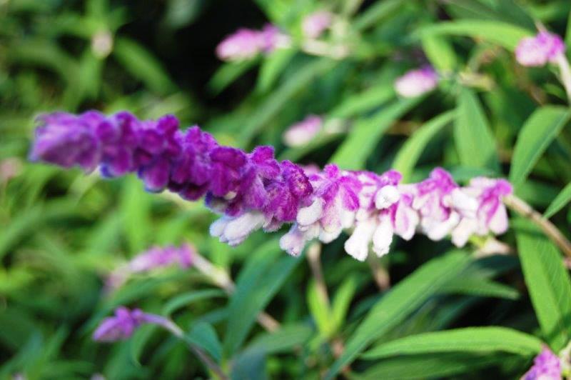 Salvia leucantha deals
