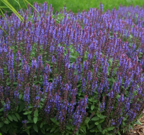 Salvia Sensation Blue