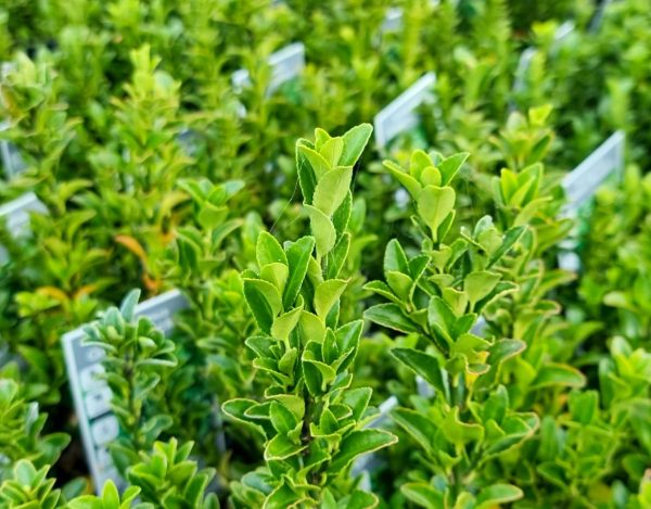 Spindle Bush Euonymus japonicus Green Rocket