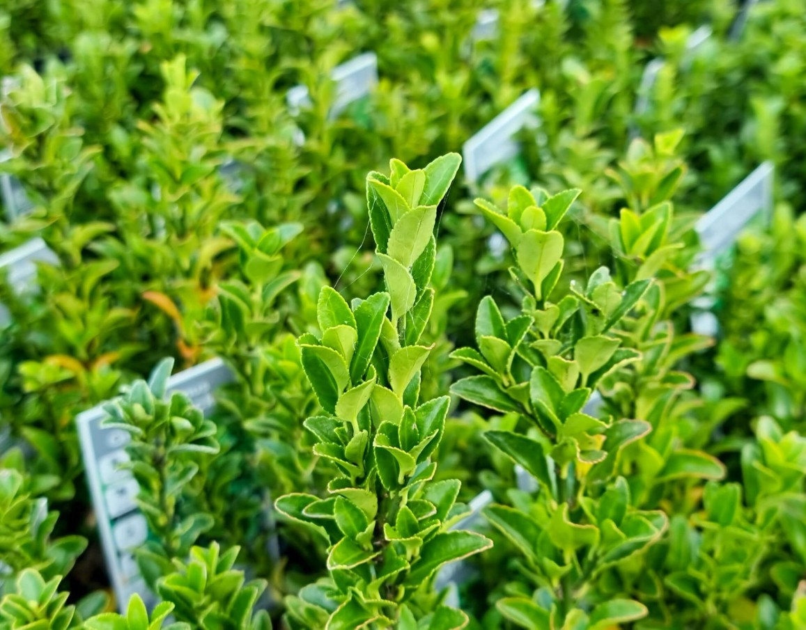 Spindle-Bush Spindle Bush Euonymus japonicus Green Rocket