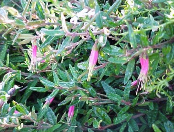 Spreading Correa decumbens