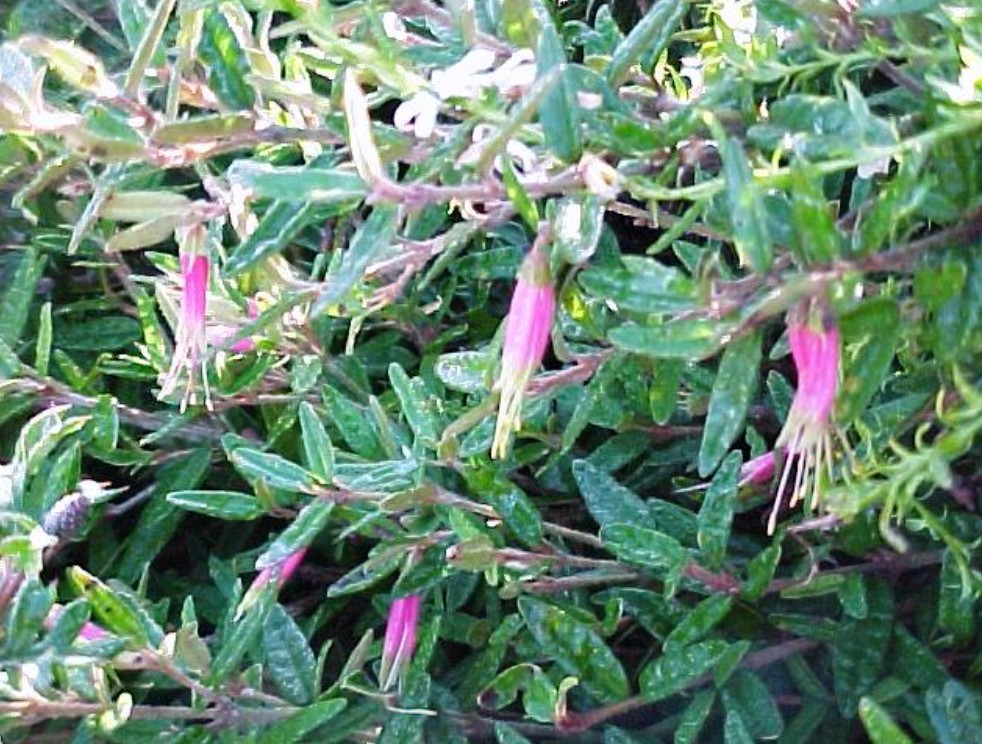 Spreading-Correa-decumbens Spreading Correa decumbens