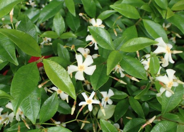 Star Jasmine Groundcover