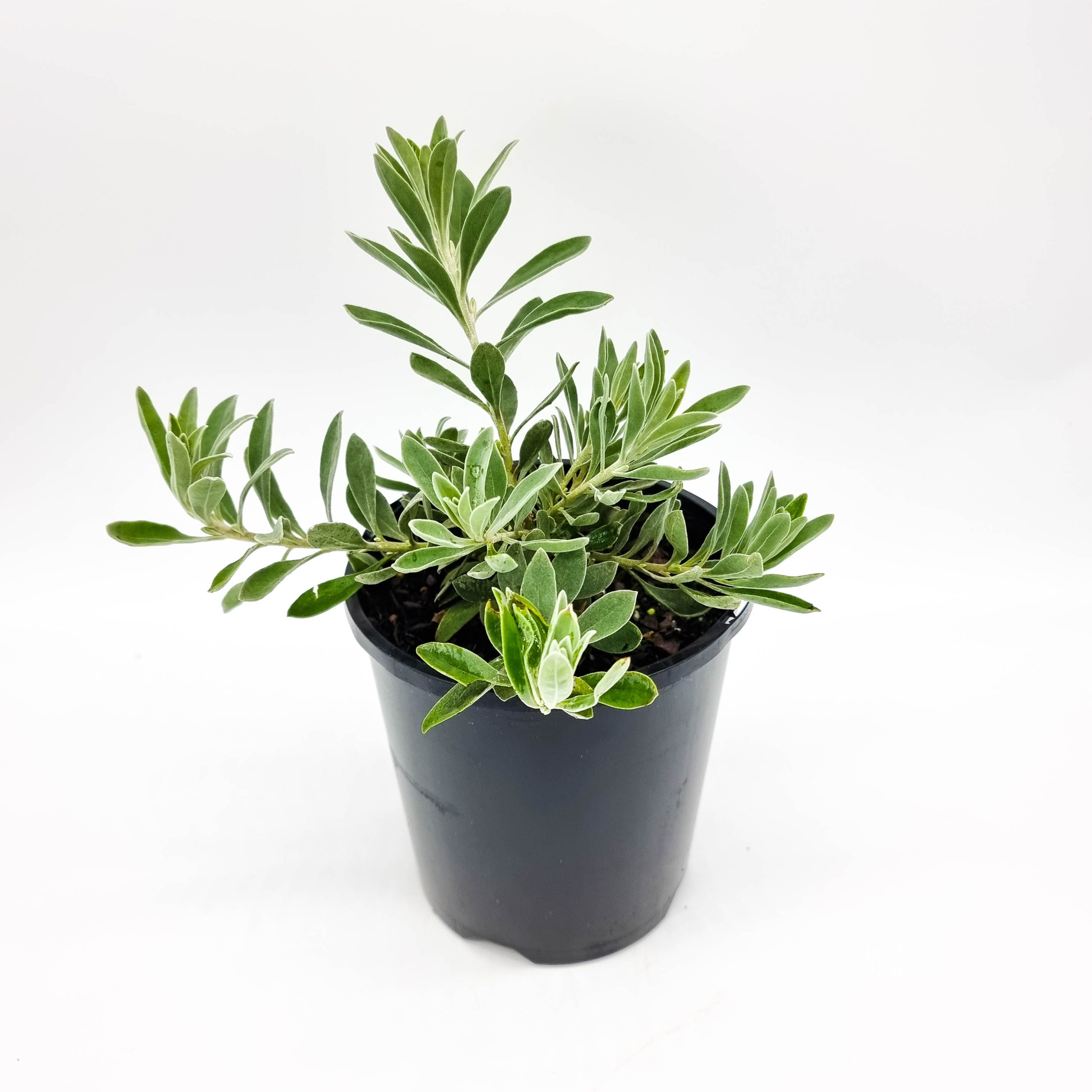 Eremophila Kalbarri Carpet Plants for Spaces