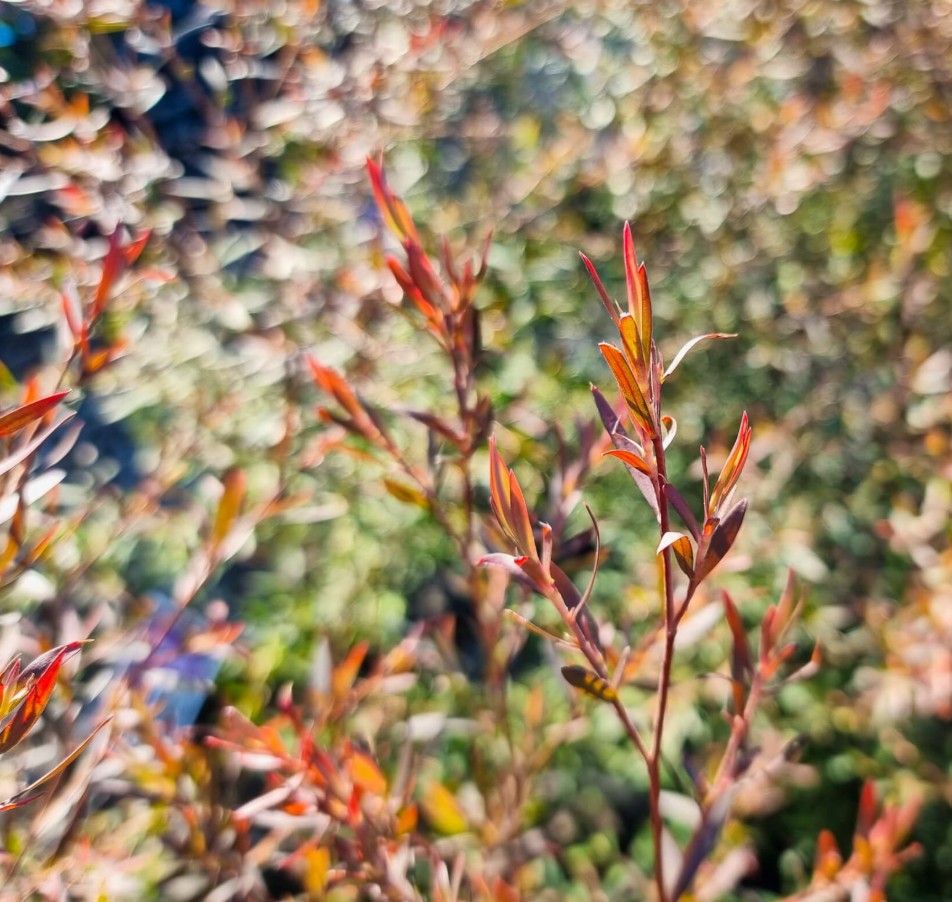 Tea-Tree-Burgundy-Leptospermum-morrisonii