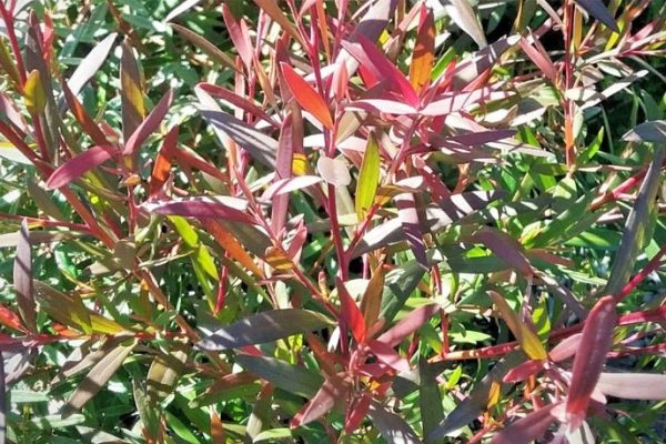 Tea Tree Copper Glow