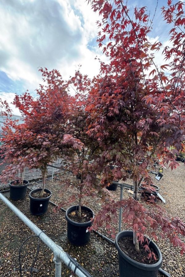 Japanese Maple Trees