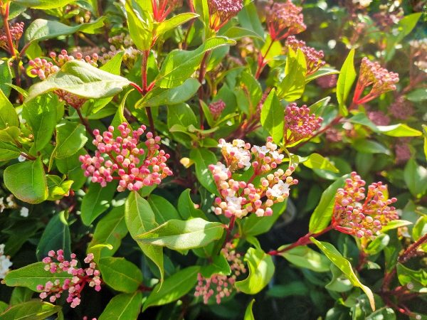 Viburnum