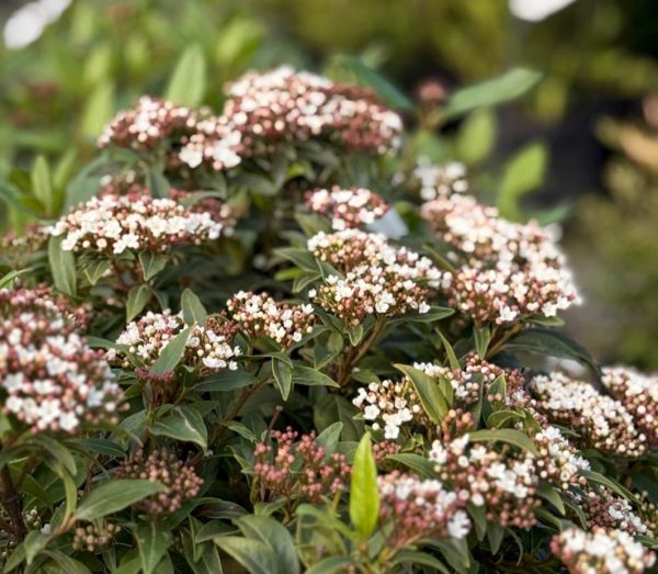 Viburnum Tinus Hedging and Screening Plant