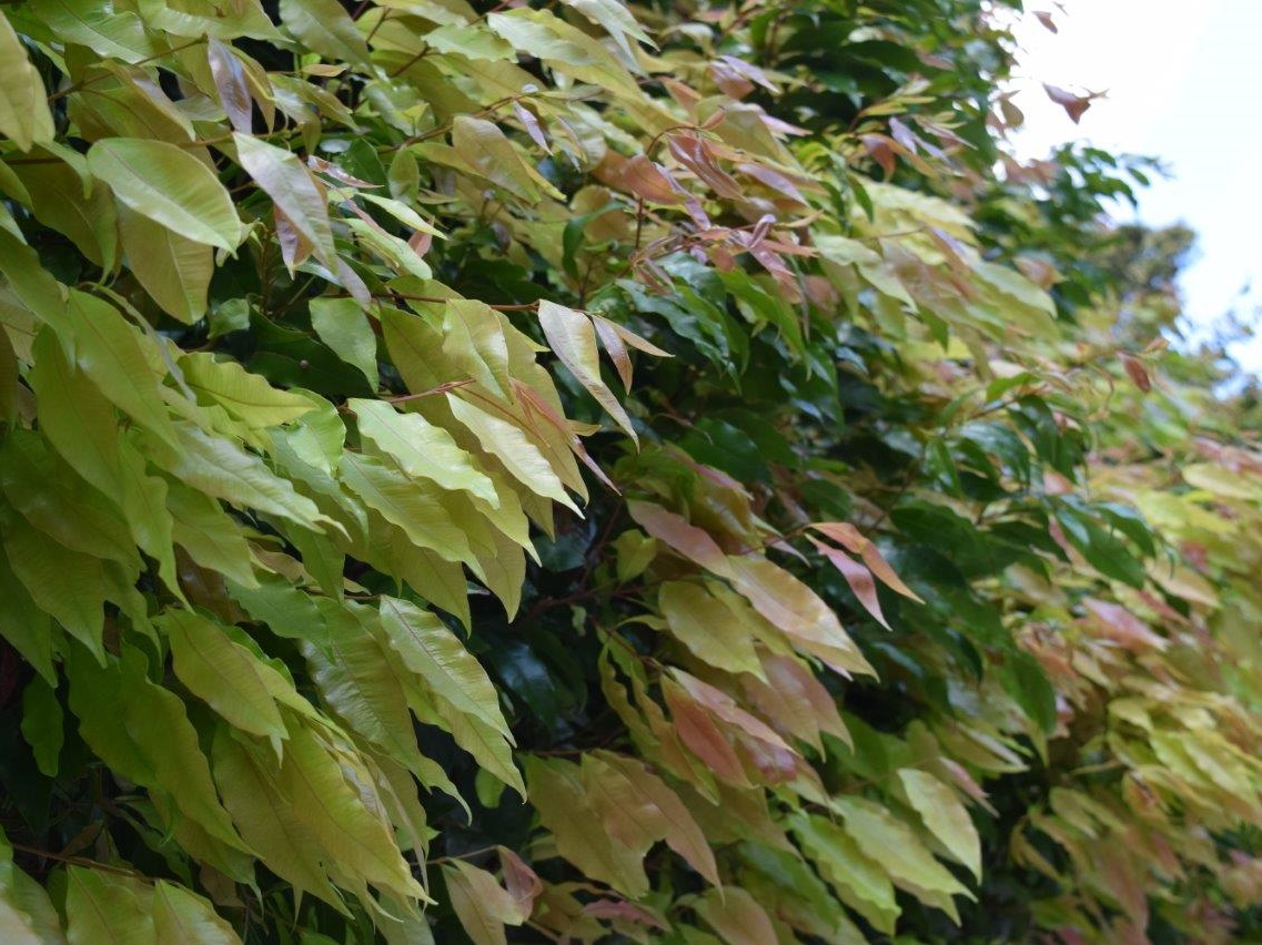 Lilly Pilly Weeping Plants for Spaces