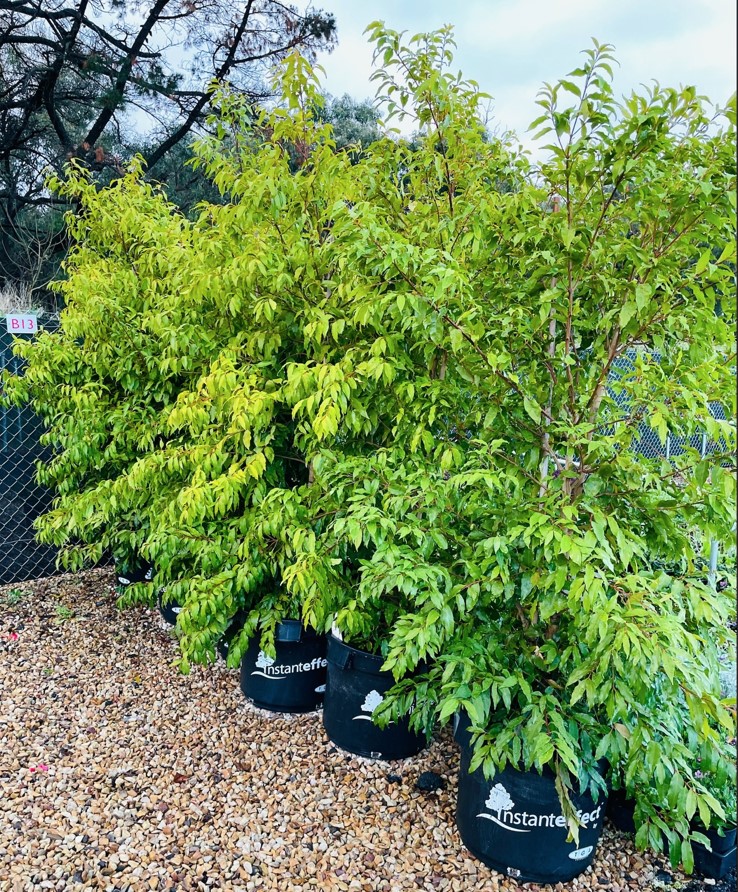 Lilly Pilly Backyard Bliss Plants for Spaces