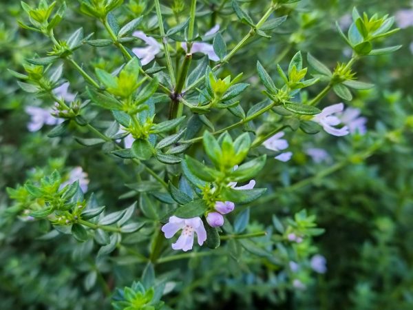 Native Coastal Rosemary Jervis Gem