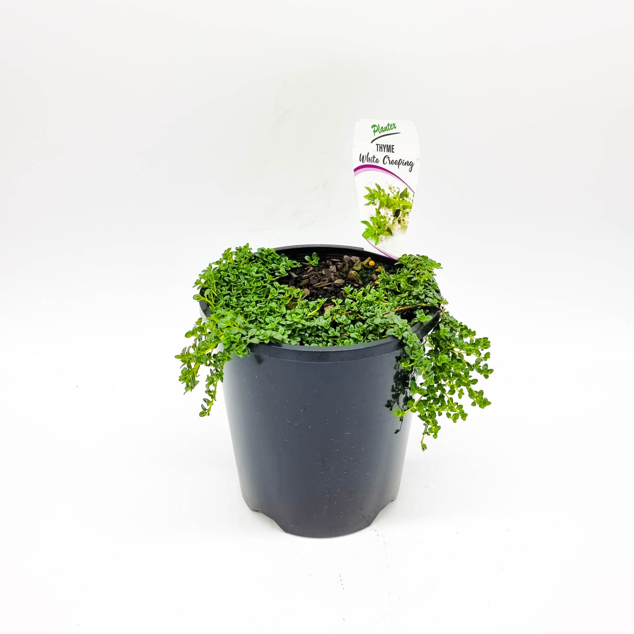 Creeping Thyme White Plants for Spaces