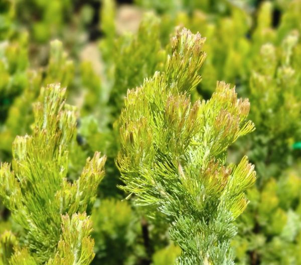 Woolly Bush