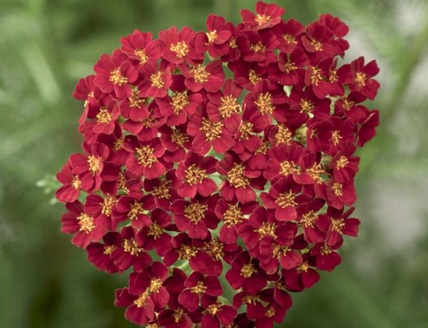 Achillea millefolium Desert Eve Red