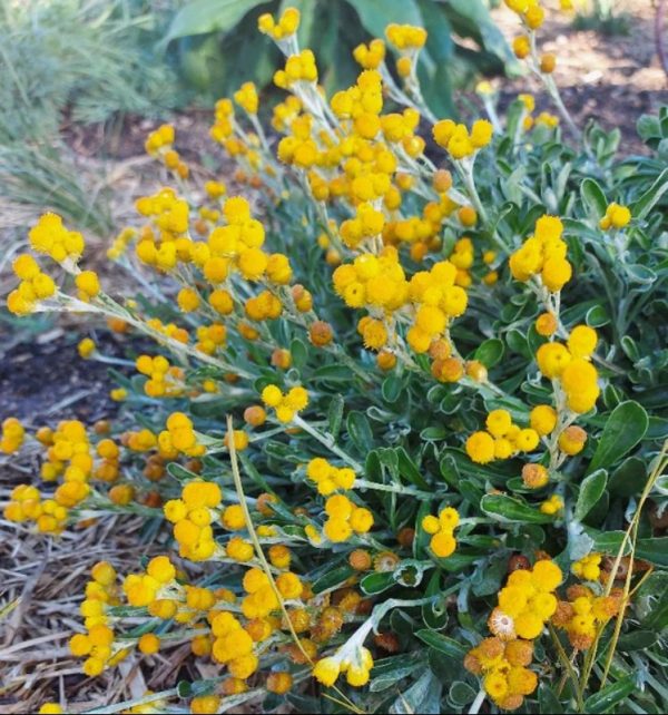 Yellow Buttons Chrysocephalum apiculatum flowers