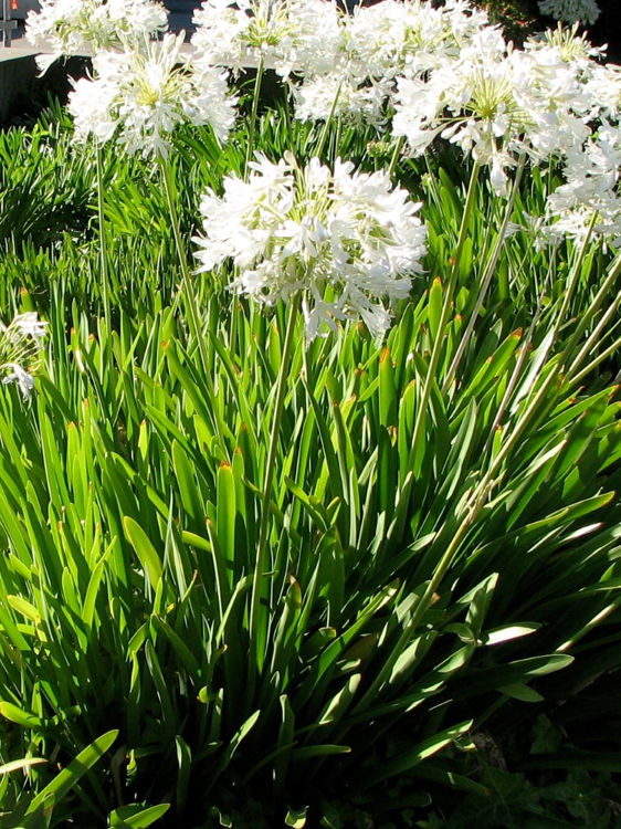 Agapanthus praecox White