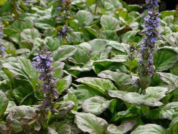 Ajuga reptans