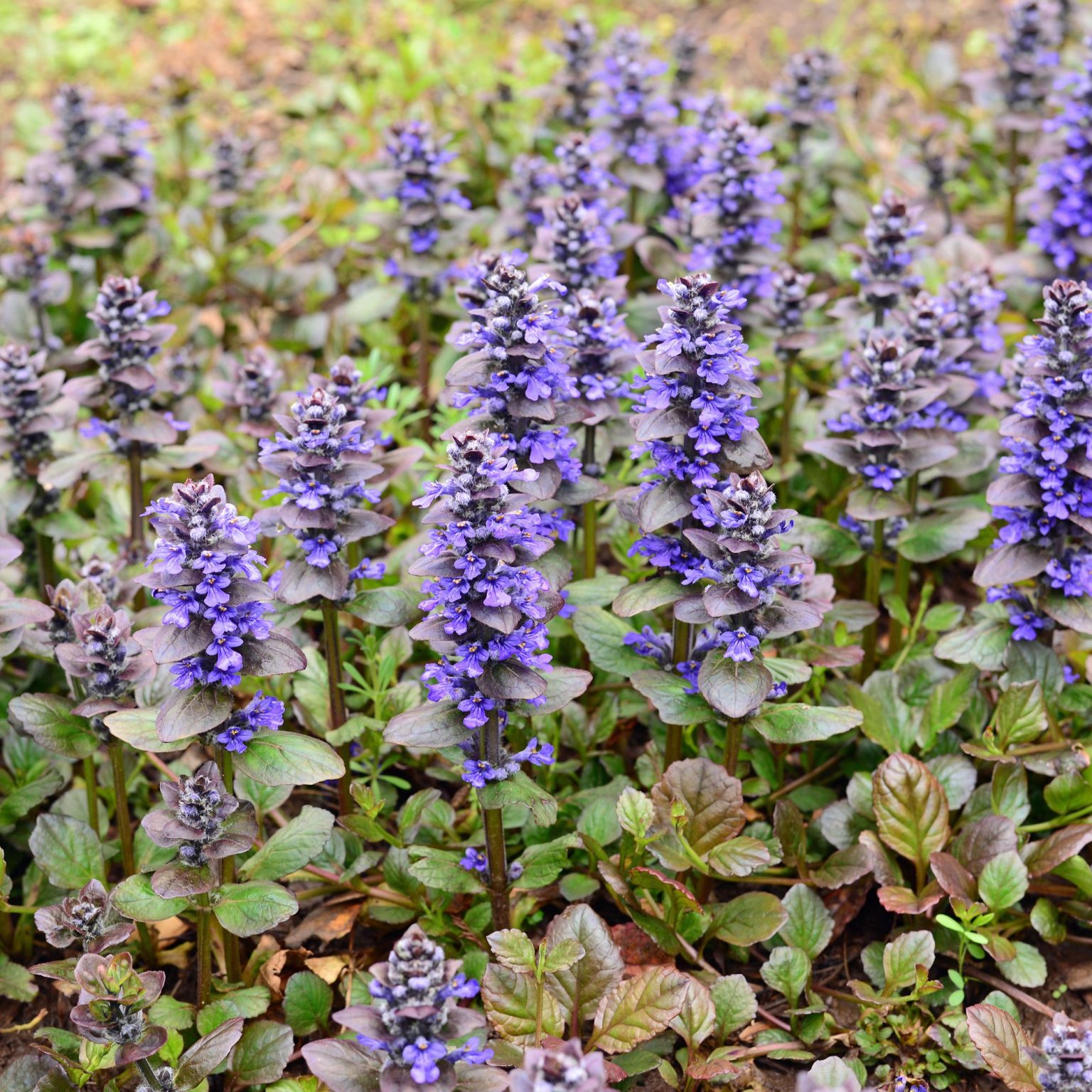 Ajuga Catlins Giant (Big foliage, bold colour, fast coverage) - Plants