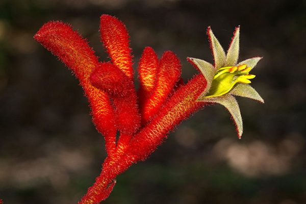 Kangaroo Paw Big Red