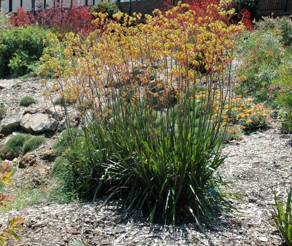 Anigozanthos Kangaroo Paw Landscape yellow