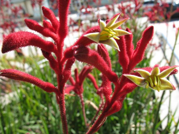 Kangaroo Paw Big Red