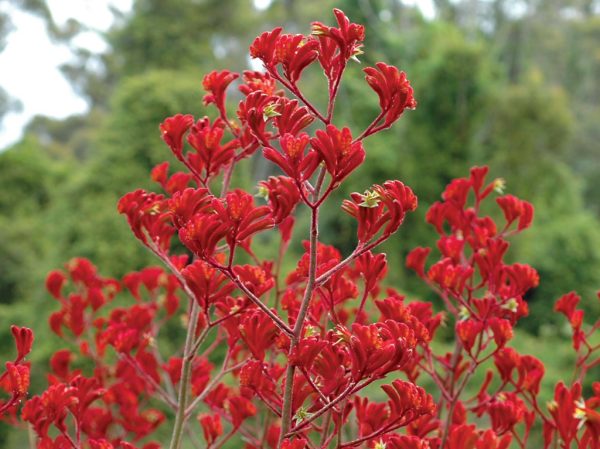 anigozanthos kangaroo paw landscape scarlet