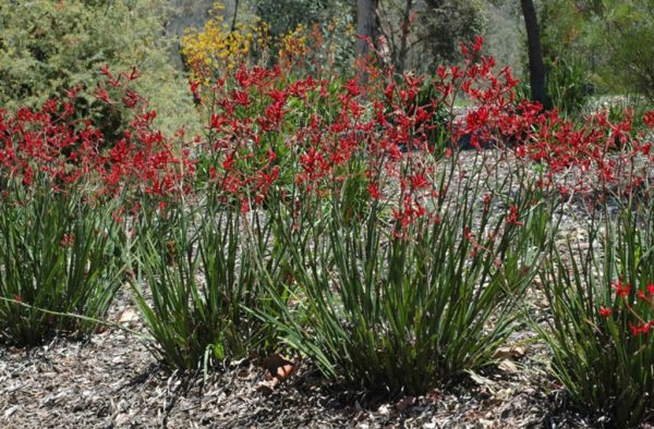 Anigozanthos Big Red