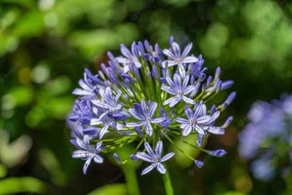 Agapanthus praecox Blue