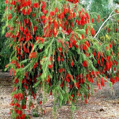 callistemon dawsons river weeper