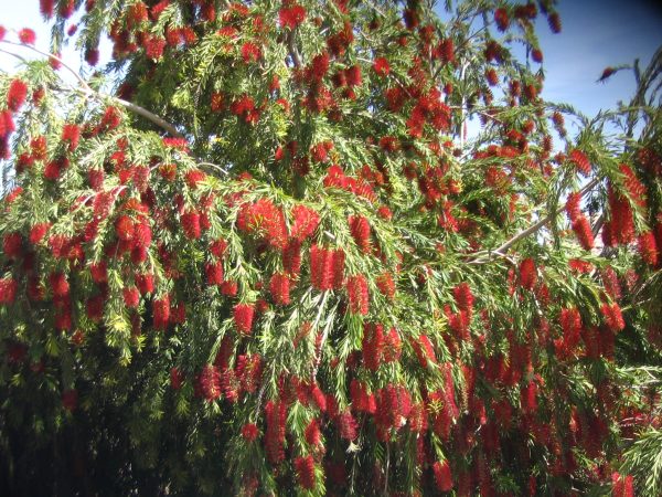 Callistemon viminalis captain cook