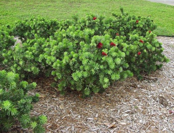 Callistemon viminalis little john