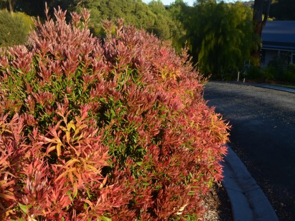 Bottlebrush Great Balls of Fire