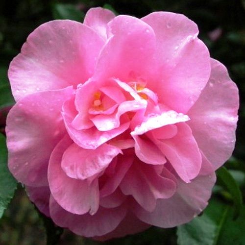 Camellia Jennifer Susan