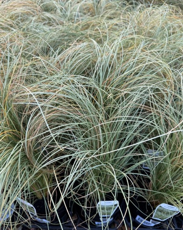 Carex Frosted Curls