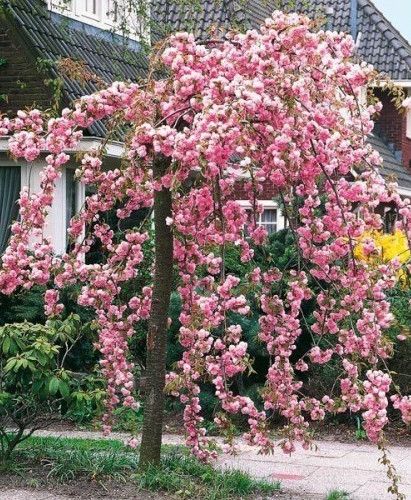 Weeping Japanese Cherry