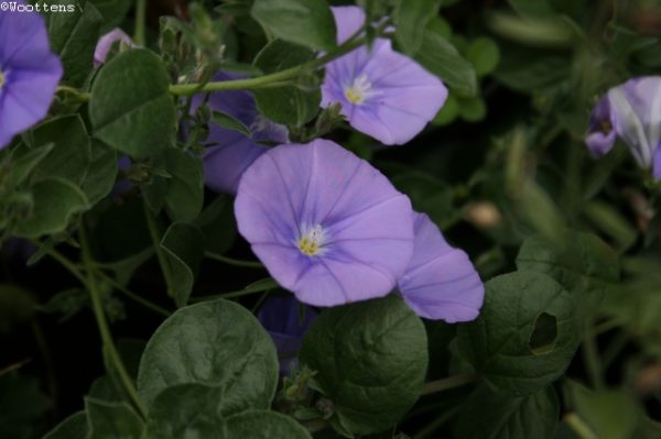 Convolvulus mauritanicus