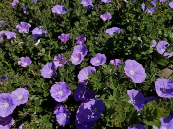 Convolvulus sabatius