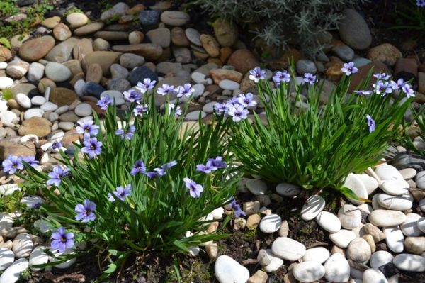 Blue Eyed Grass Devon Skies