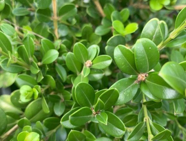 Buxus sempervirens suffruticosa