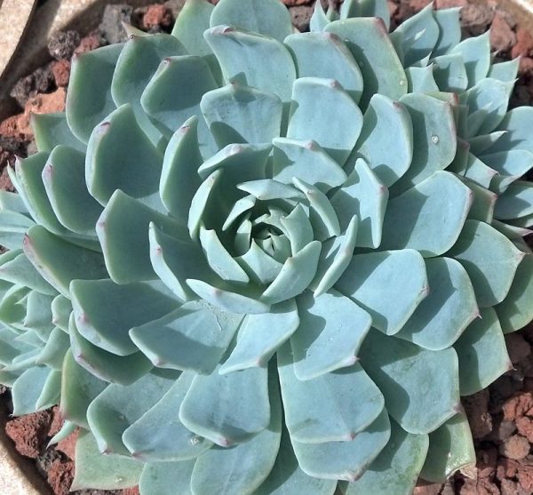 Echeveria glauca