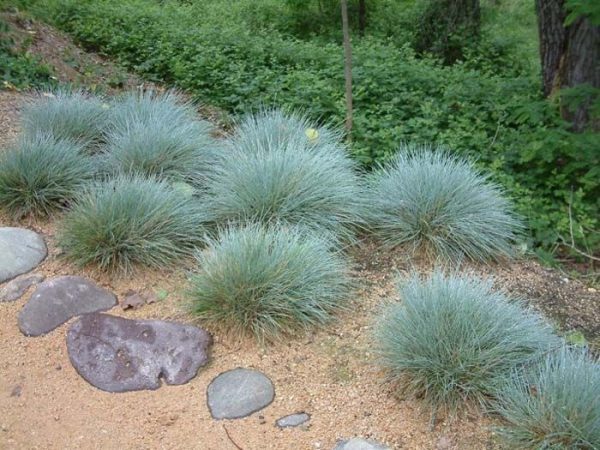 Blue Fescue