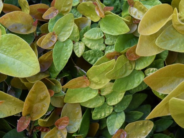 Ficus pumila creeping fig