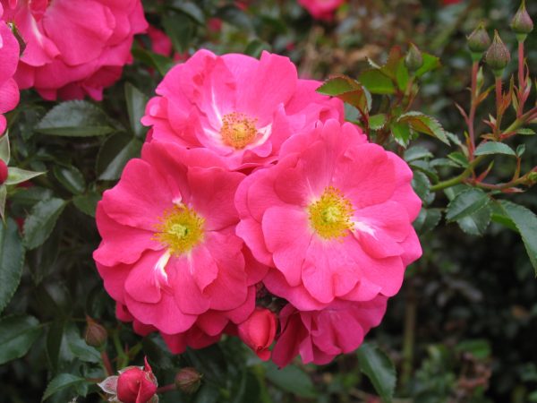 Rosa Flower Carpet Pink