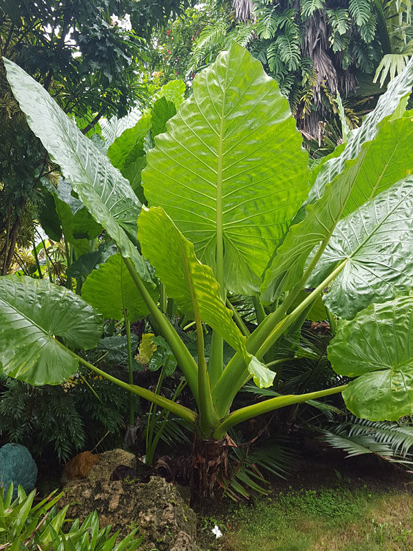 Giant Elephant Ear