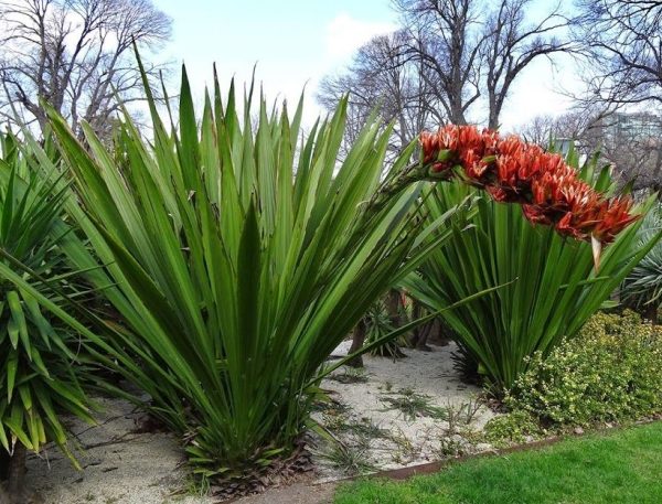 Doryanthes palmeri