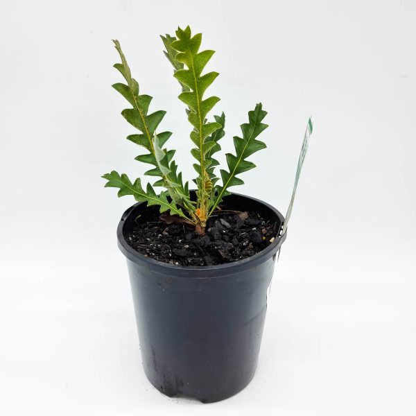Banksia Blechnifolia