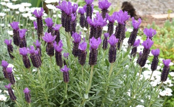 Deep Purple Lavender